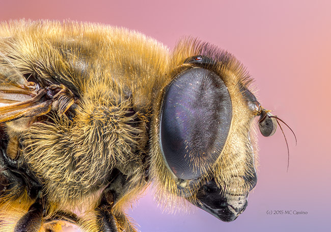 Bee Mimicking Fly